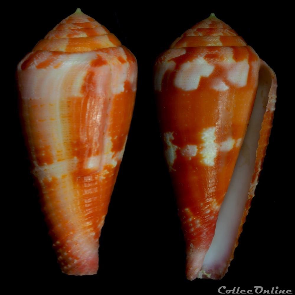 Rhizoconus pertusus pertusus (Hwass in Bruguière, 1792) coquillage fossile gastropodum rhizoconus pertusus pertusus hwass in bruguiere 1792