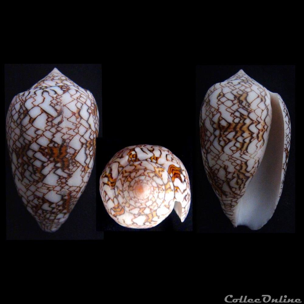 Cylindrus textile (Linnaeus, 1758) coquillage fossile gastropodum cylindrus textile linnaeus 1758