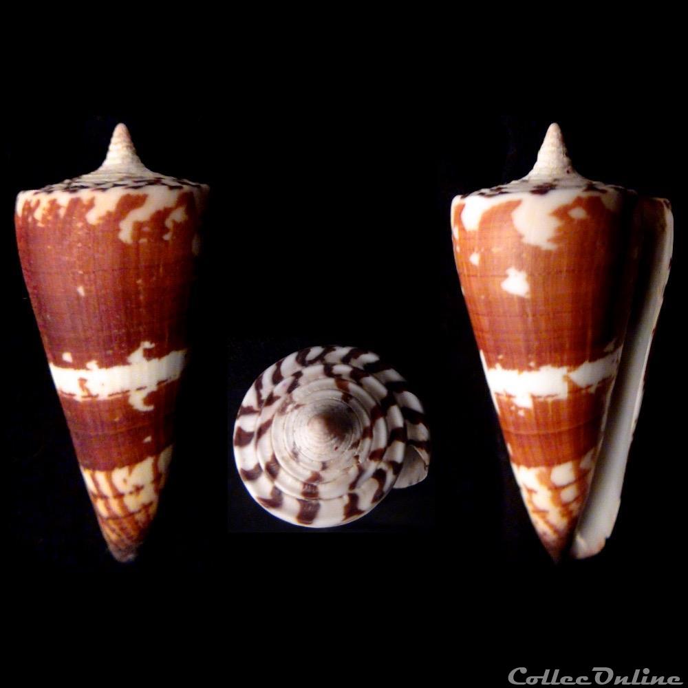 Strategoconus (Strategoconus) maldivus (Hwass, 1792) coquillage fossile gastropodum strategoconus strategoconus maldivus hwass 1792
