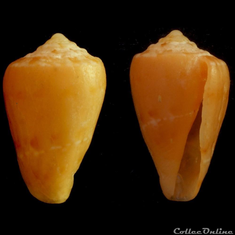 Parviconus rutilus (Cotton & Godfrey, 1932) coquillage fossile gastropodum parviconus rutilus cotton godfrey 1932