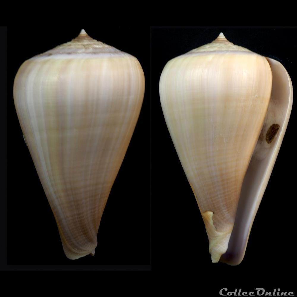 Pyruconus patricius (Hinds, 1843) coquillage fossile gastropodum pyruconus patricius hinds 1843