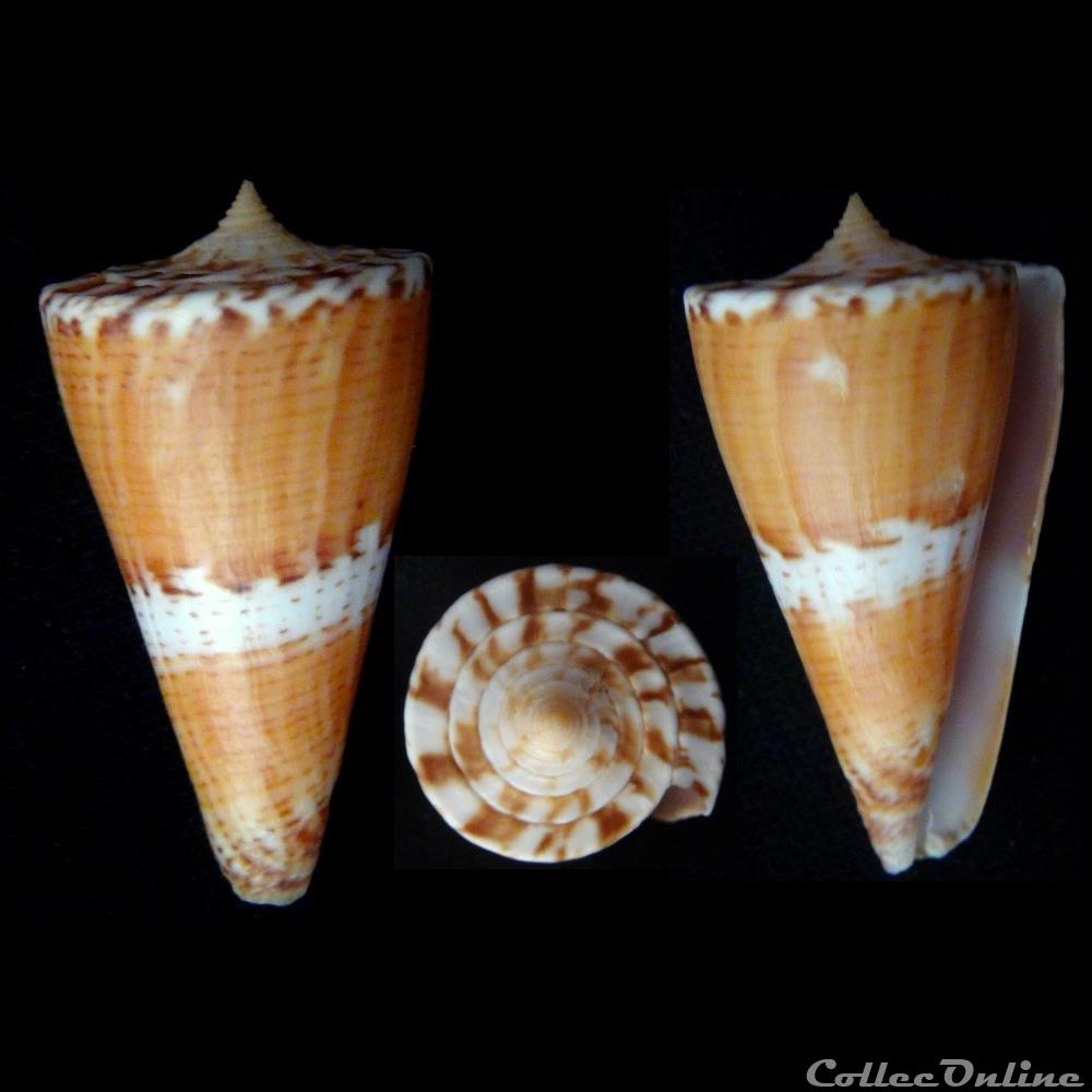 Kioconus ( Nitidoconus) voluminalis (Reeve, 1843) coquillage fossile gastropodum kioconus nitidoconus voluminalis reeve 1843