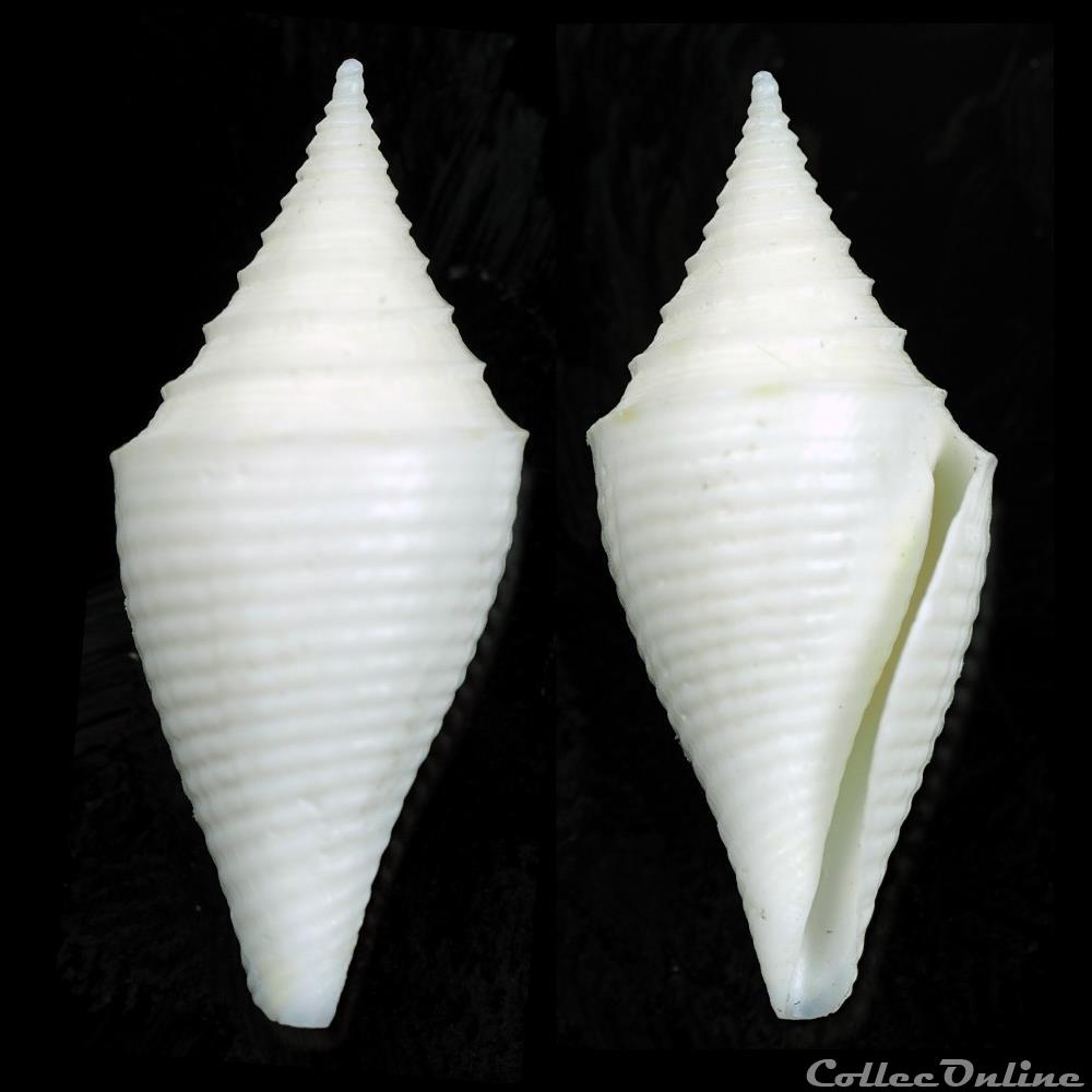 Turriconus (Turriconus) beatrix (Tenorio, Poppe & Tagaro, 2007) coquillage fossile gastropodum turriconus turriconus beatrix tenorio poppe tagaro 2007