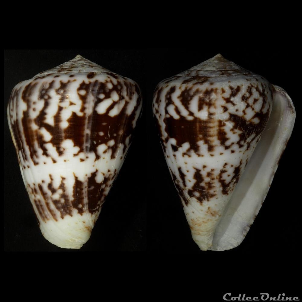 Chelyconus ermineus ermineus (Born, 1778) coquillage fossile gastropodum chelyconus ermineus ermineus born 1778
