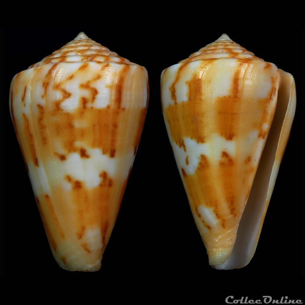Dauciconus (Dauciconus) goajira (Petuch, 1992) coquillage fossile gastropodum dauciconus dauciconus goajira petuch 1992