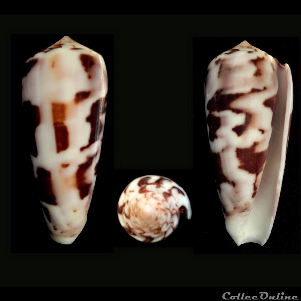 Pionoconus gubernator (Hwass in Bruguière, 1792) coquillage fossile gastropodum pionoconus gubernator hwass in bruguiere 1792