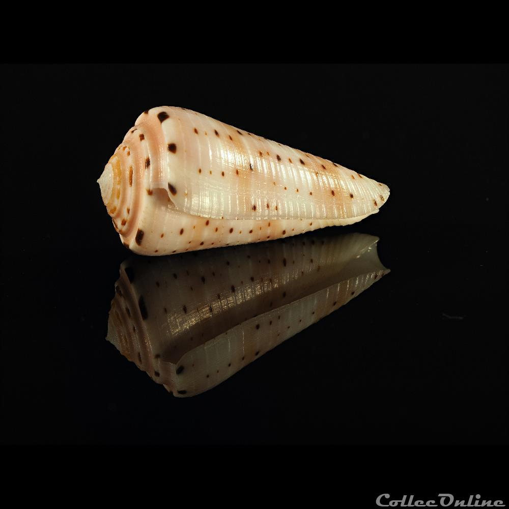 Pionoconus aurisiacus (Linnaeus, 1758) coquillage fossile gastropodum pionoconus aurisiacus linnaeus 1758