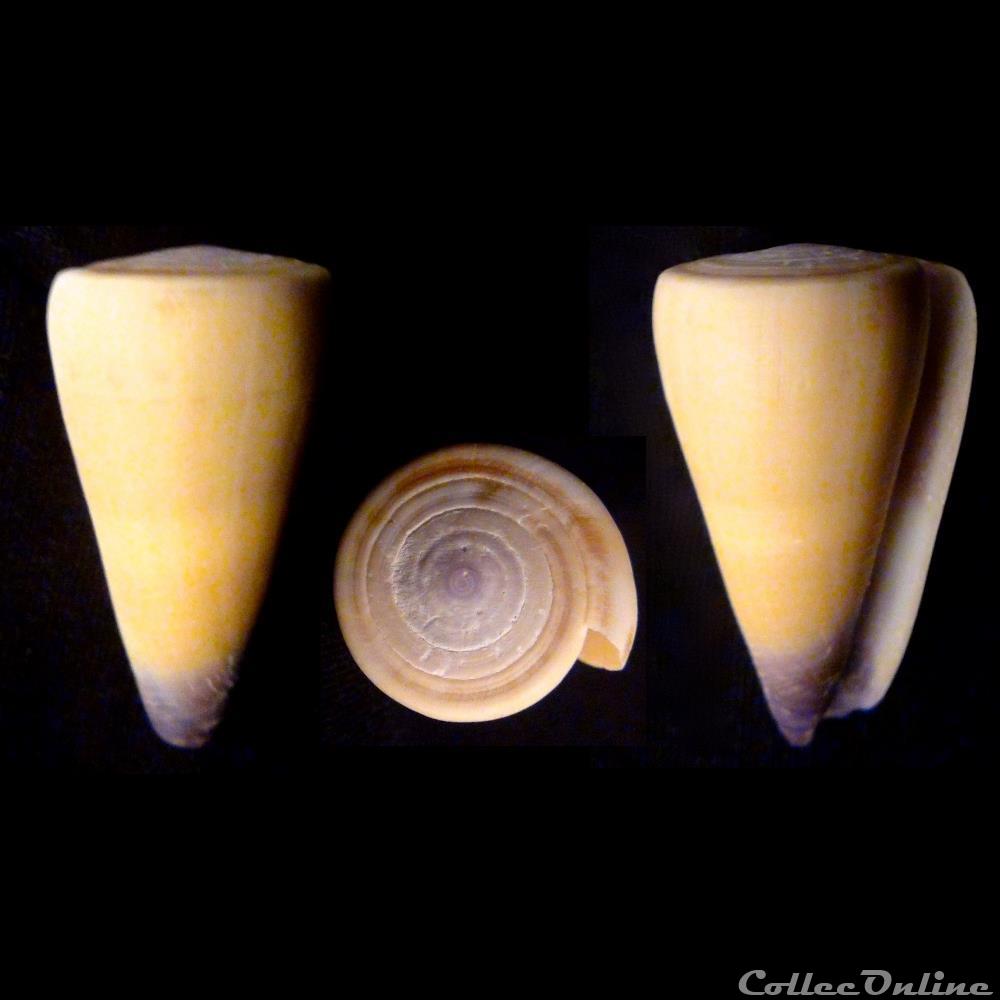 coquillage fossile gastropodum virgiconus virgo linnaeus 1758