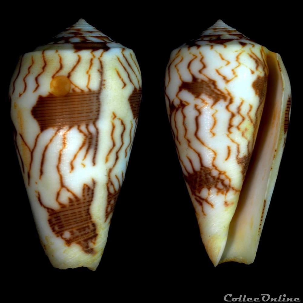 coquillage fossile gastropodum pionoconus striatus juliaallaryae cossignani 2013