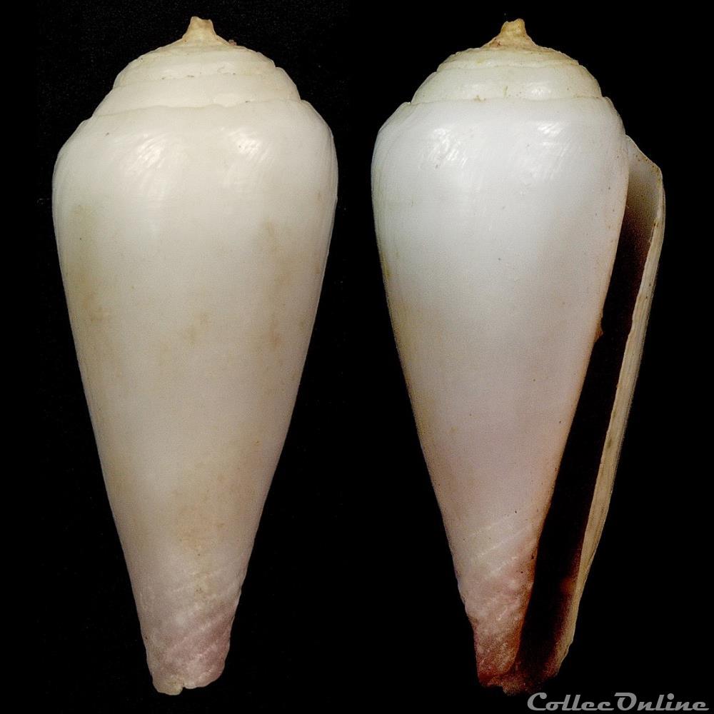 Conasprella tirerai (Röckel & Moolenbeek, 1996) coquillage fossile gastropodum conasprella tirerai rockel moolenbeek 1996