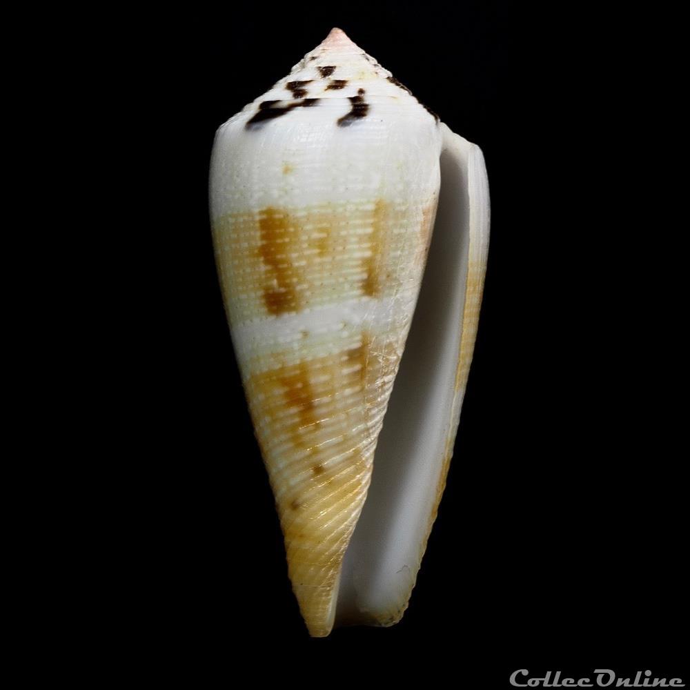 Pionoconus magus (Linnaeus, 1758) coquillage fossile gastropodum pionoconus magus linnaeus 1758