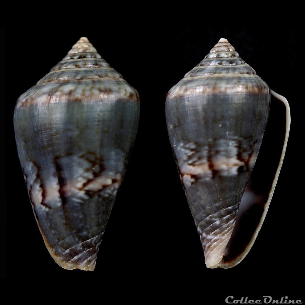 coquillage fossile gastropodum lautoconus africonus infinitus rolan 1990