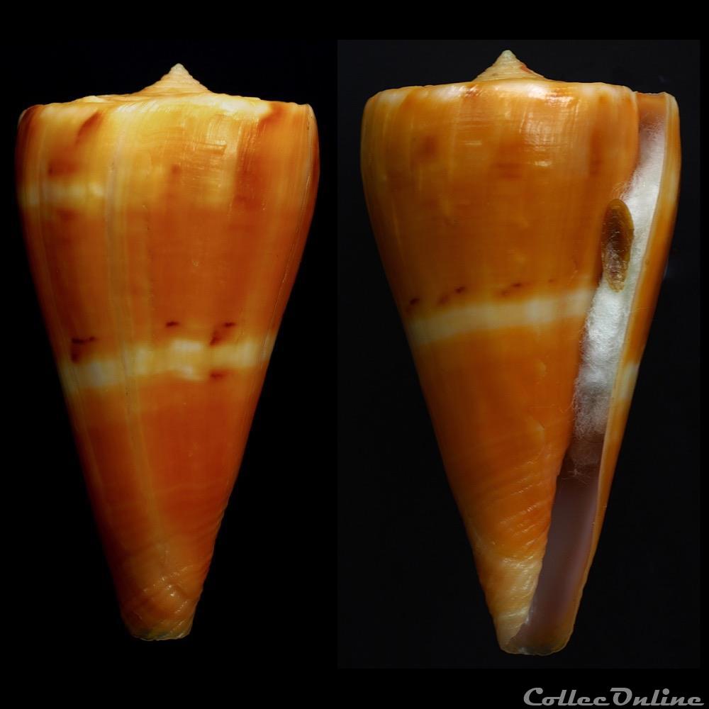Dauciconus (Dauciconus) riosi (Petuch, 1986) coquillage fossile gastropodum dauciconus dauciconus riosi petuch 1986