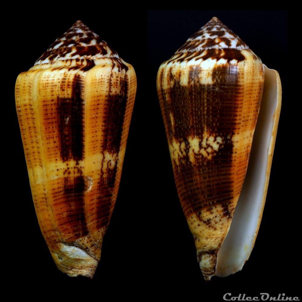 Pionoconus cf. circae Dillwyn, 1817 coquillage fossile gastropodum pionoconus cf circae dillwyn 1817