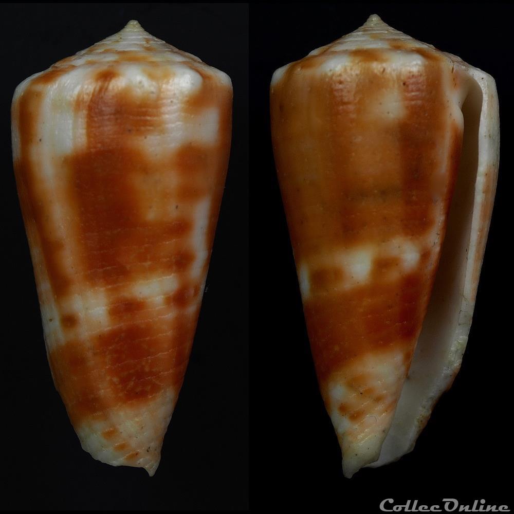 Phasmoconus (Fulgiconus) aff. stainforthi 2 coquillage fossile gastropodum phasmoconus fulgiconus aff stainforthi 2