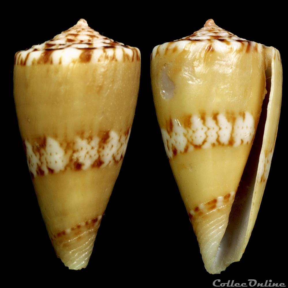 Dauciconus (Purpuriconus) pseudocardinalis (Coltro, 2004) coquillage fossile gastropodum dauciconus purpuriconus pseudocardinalis coltro 2004