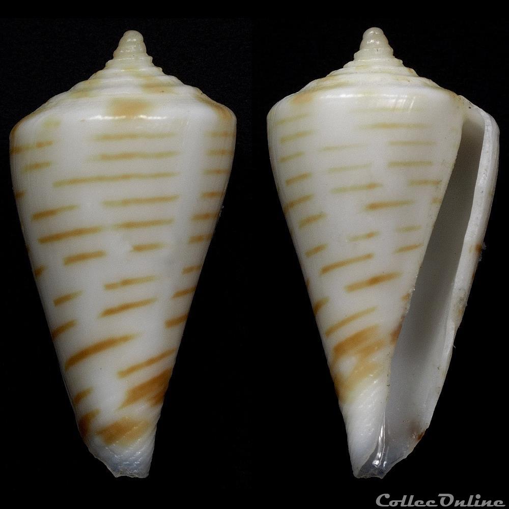 Profundiconus kanakinus (Richard, 1983) coquillage fossile gastropodum profundiconus kanakinus richard 1983