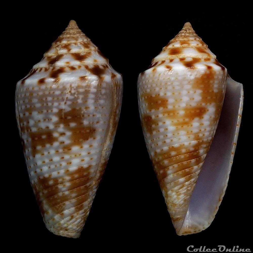 Ximeniconus (Jaspidiconus) josei, Petuch & Berschauer, 2016 coquillage fossile gastropodum ximeniconus jaspidiconus josei petuch berschauer 2016