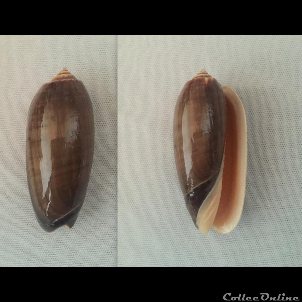 coquillage fossile gastropodum oliva miniaceoliva miniacea f marrati johnson c w 1910