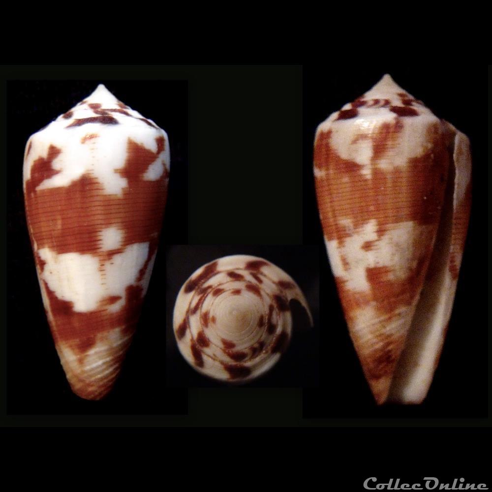 Strategoconus (Vituliconus) circumactus (Iredale, 1929) coquillage fossile gastropodum strategoconus vituliconus circumactus iredale 1929