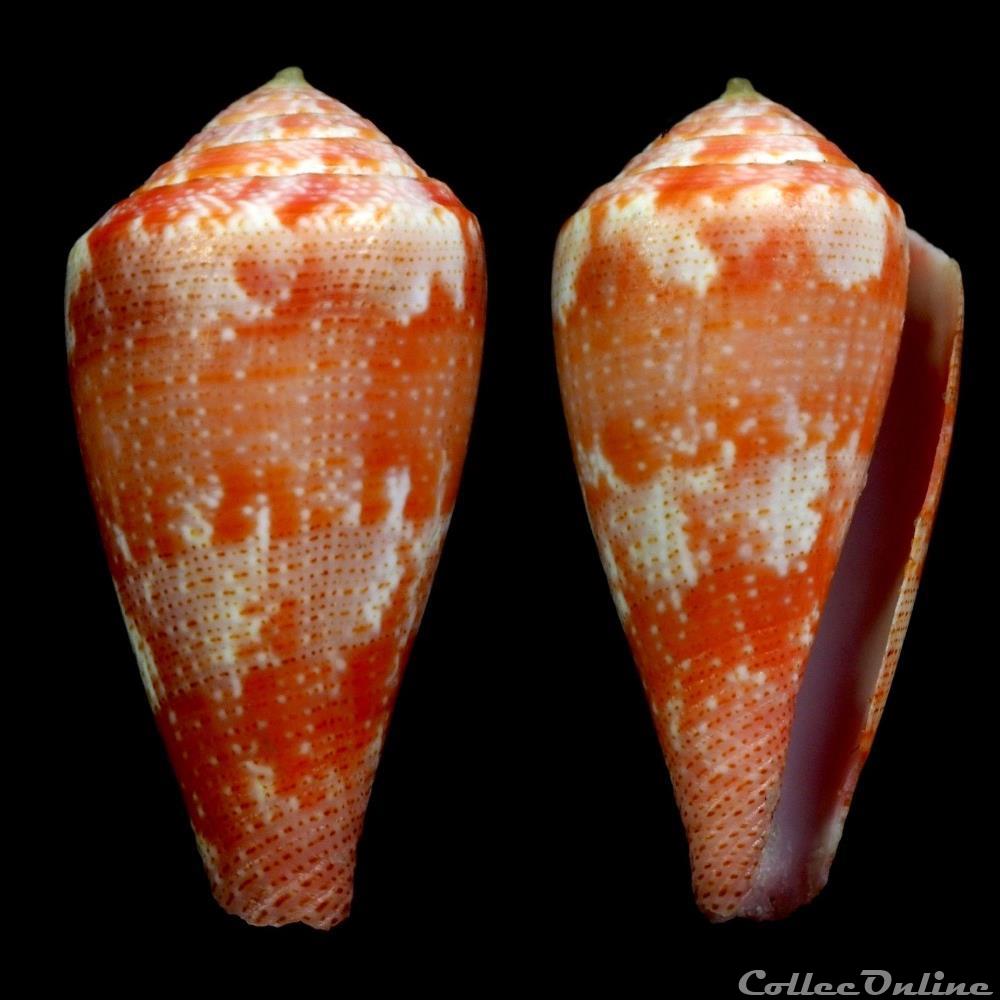 Rhizoconus pertusus elodieallaryae Cossignani, 2013 coquillage fossile gastropodum rhizoconus pertusus elodieallaryae cossignani 2013
