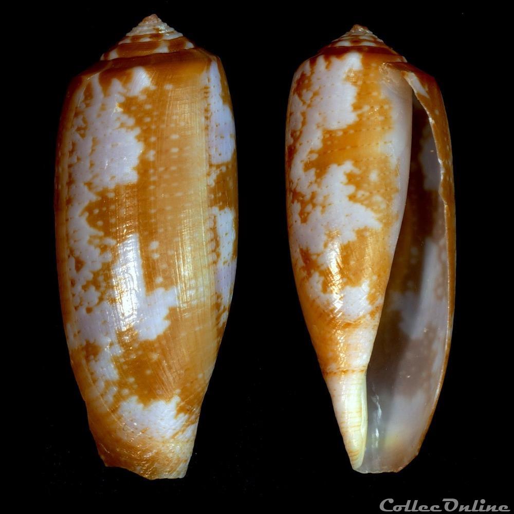 Gastridium obscurum (Sowerby I & II, 1833) coquillage fossile gastropodum gastridium obscurum sowerby i ii 1833