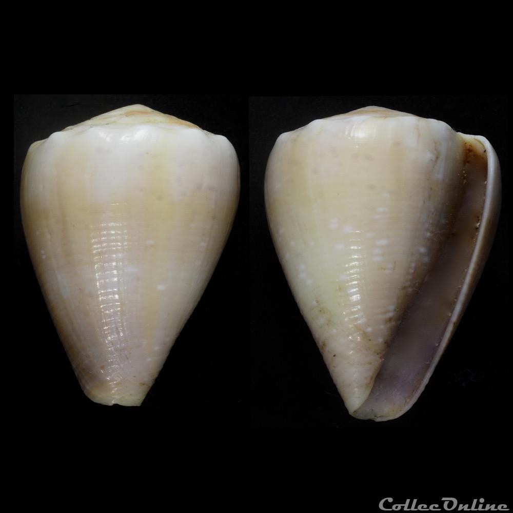 Floraconus (Floraconus) balteatus (Sowerby I, 1833) coquillage fossile gastropodum floraconus floraconus balteatus sowerby i 1833