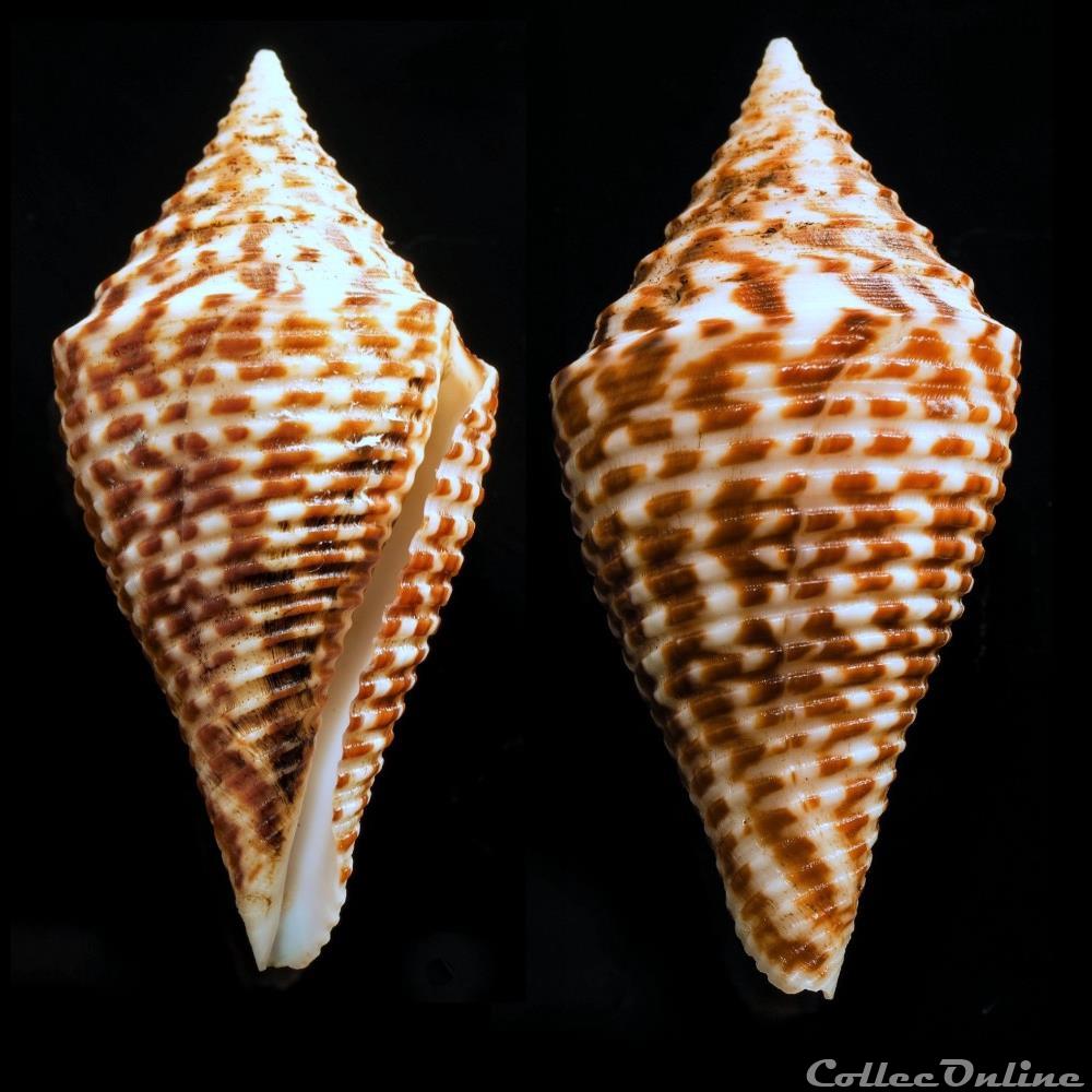 Turriconus (Turriconus) acutangulus (Lamarck, 1810) coquillage fossile gastropodum turriconus turriconus acutangulus lamarck 1810