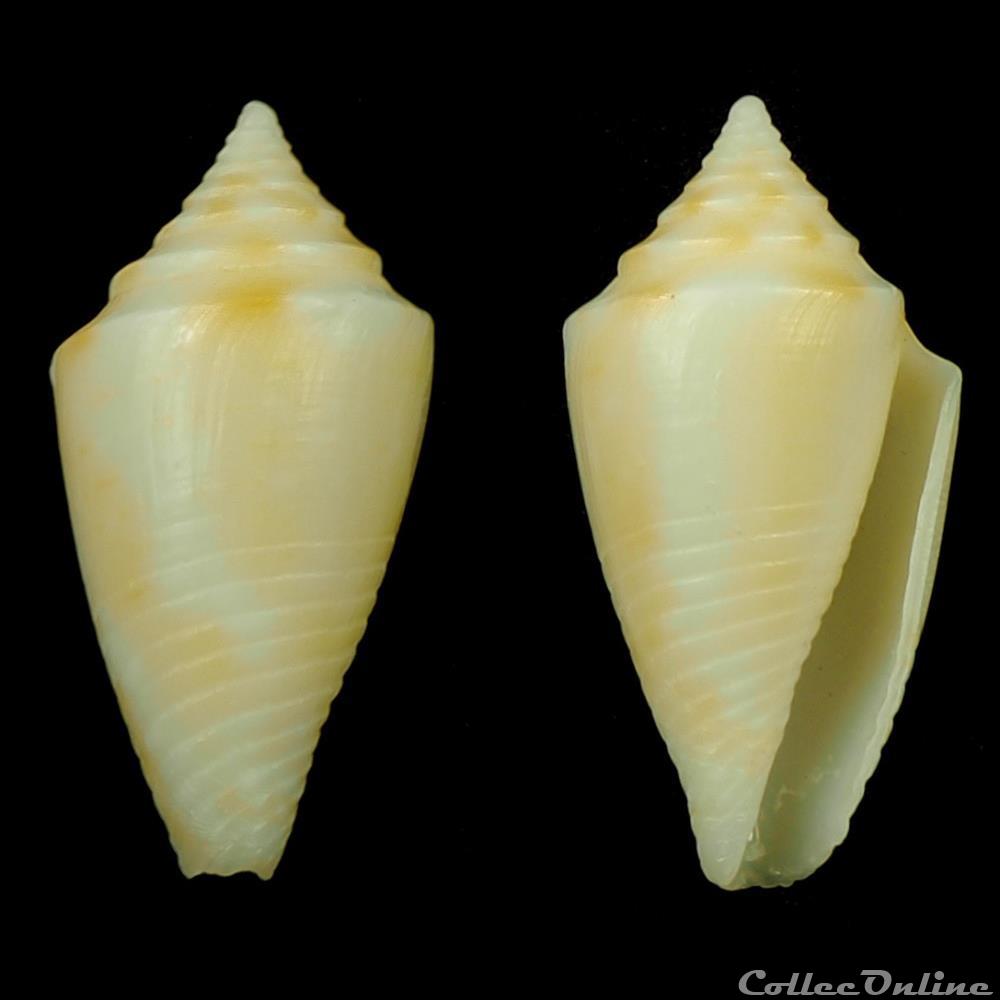 coquillage fossile gastropodum dauciconus dauciconus flavescens sowerby i 1834