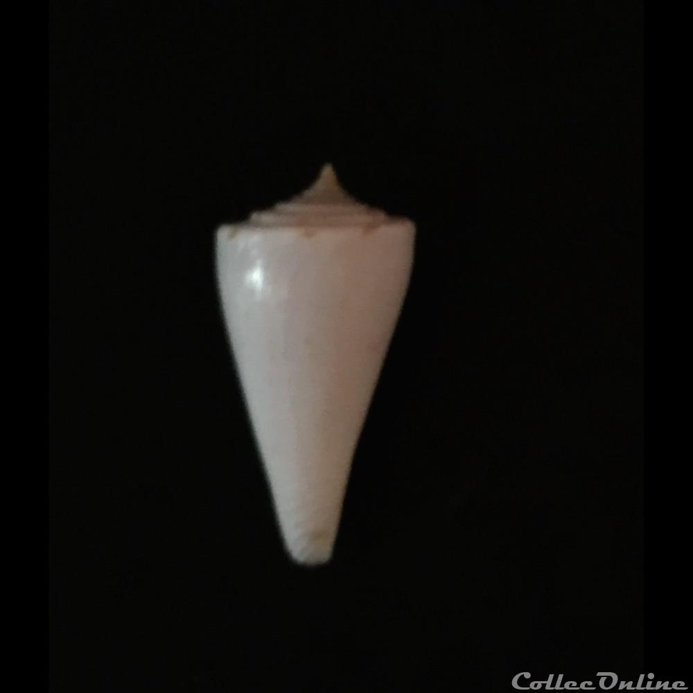 Endemoconus ione (Fulton, 1938) coquillage fossile gastropodum endemoconus ione fulton 1938