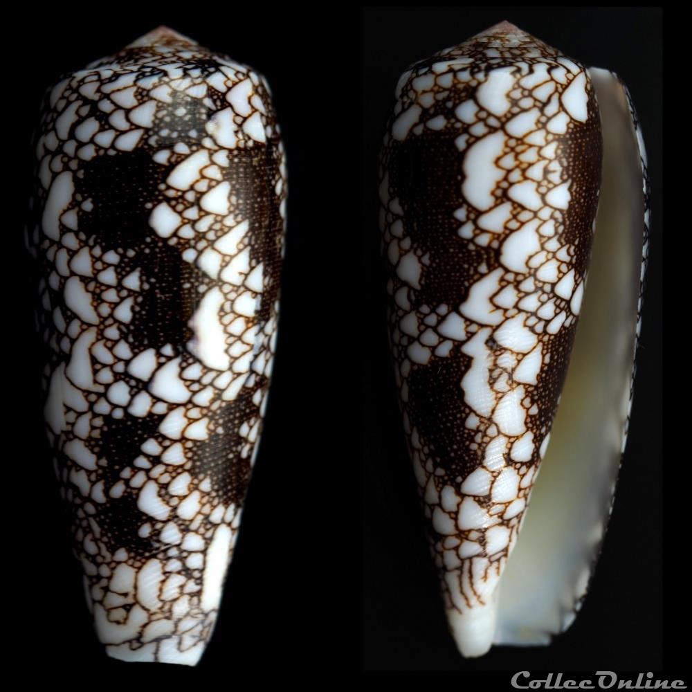 coquillage fossile gastropodum darioconus omaria hwass in bruguiere 1792