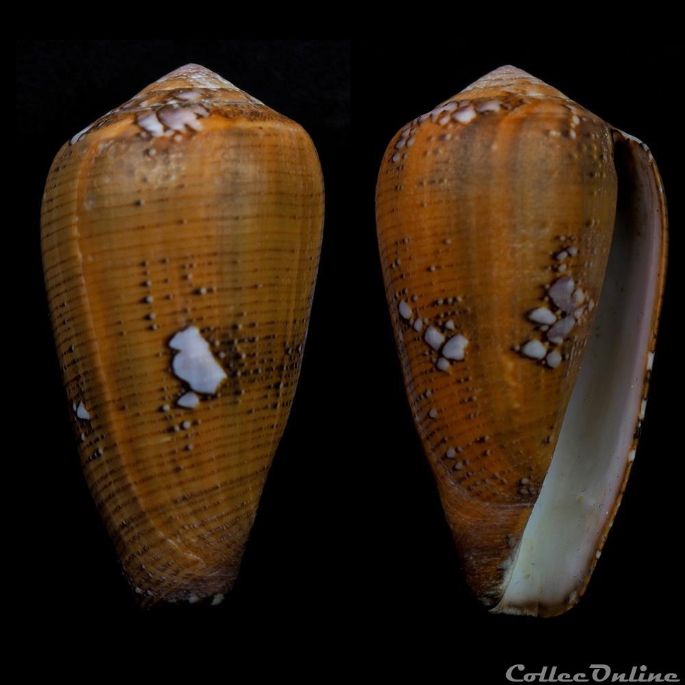 Darioconus behelokensis (Lauer, 1989) coquillage fossile gastropodum darioconus behelokensis lauer 1989