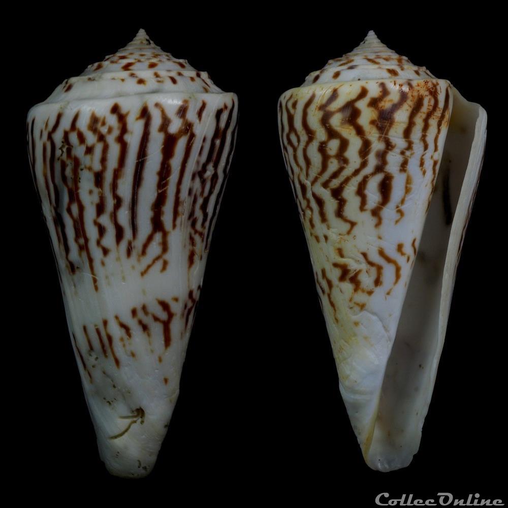 Kohniconus emarginatus (Reeve, 1844) coquillage fossile gastropodum kohniconus emarginatus reeve 1844