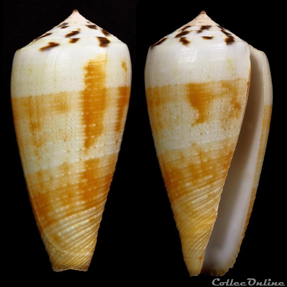Pionoconus magus (Linnaeus, 1758) coquillage fossile gastropodum pionoconus magus linnaeus 1758