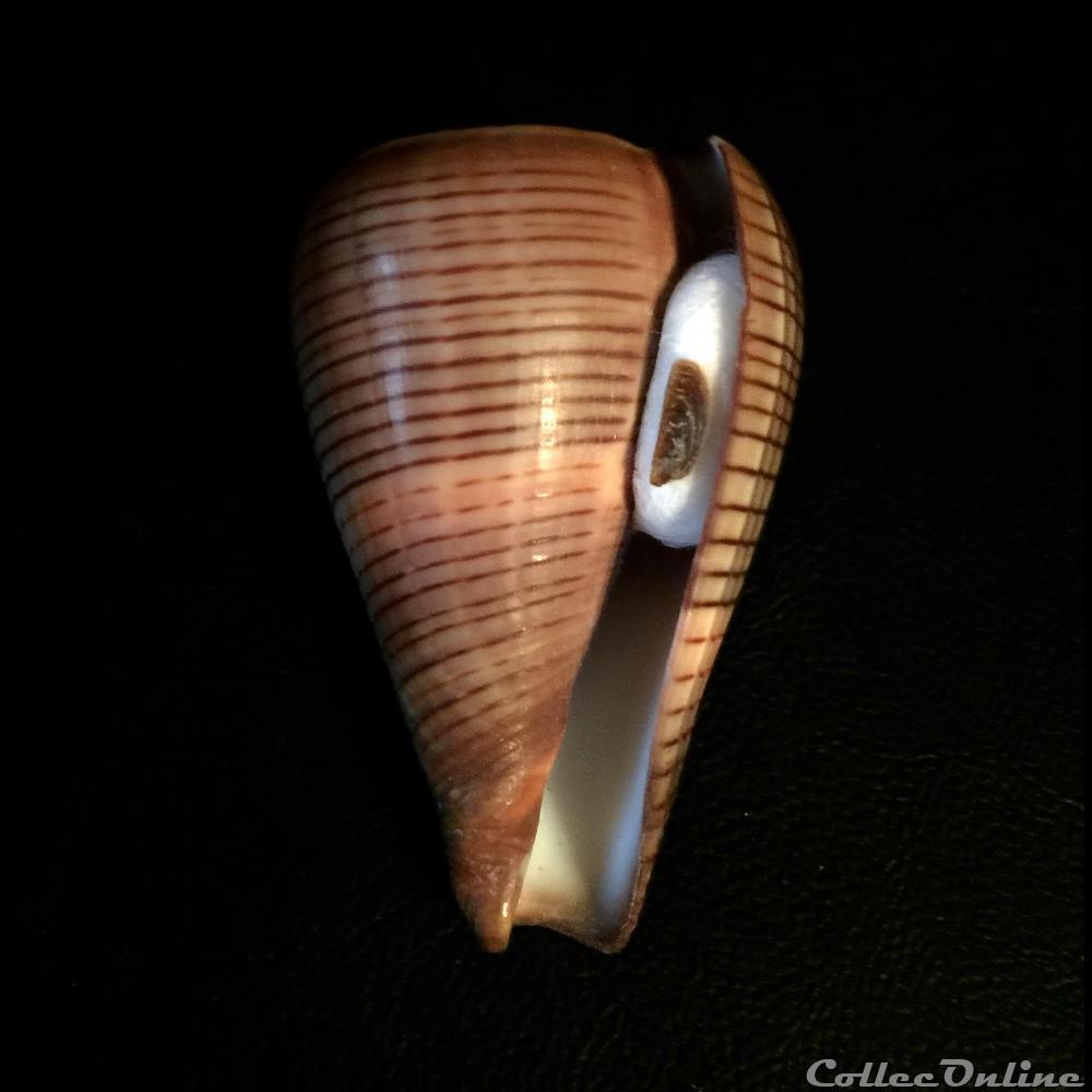 Dendroconus loroisii f. insignis (Kiener, 1845) 3 coquillage fossile gastropodum dendroconus loroisii f insignis kiener 1845