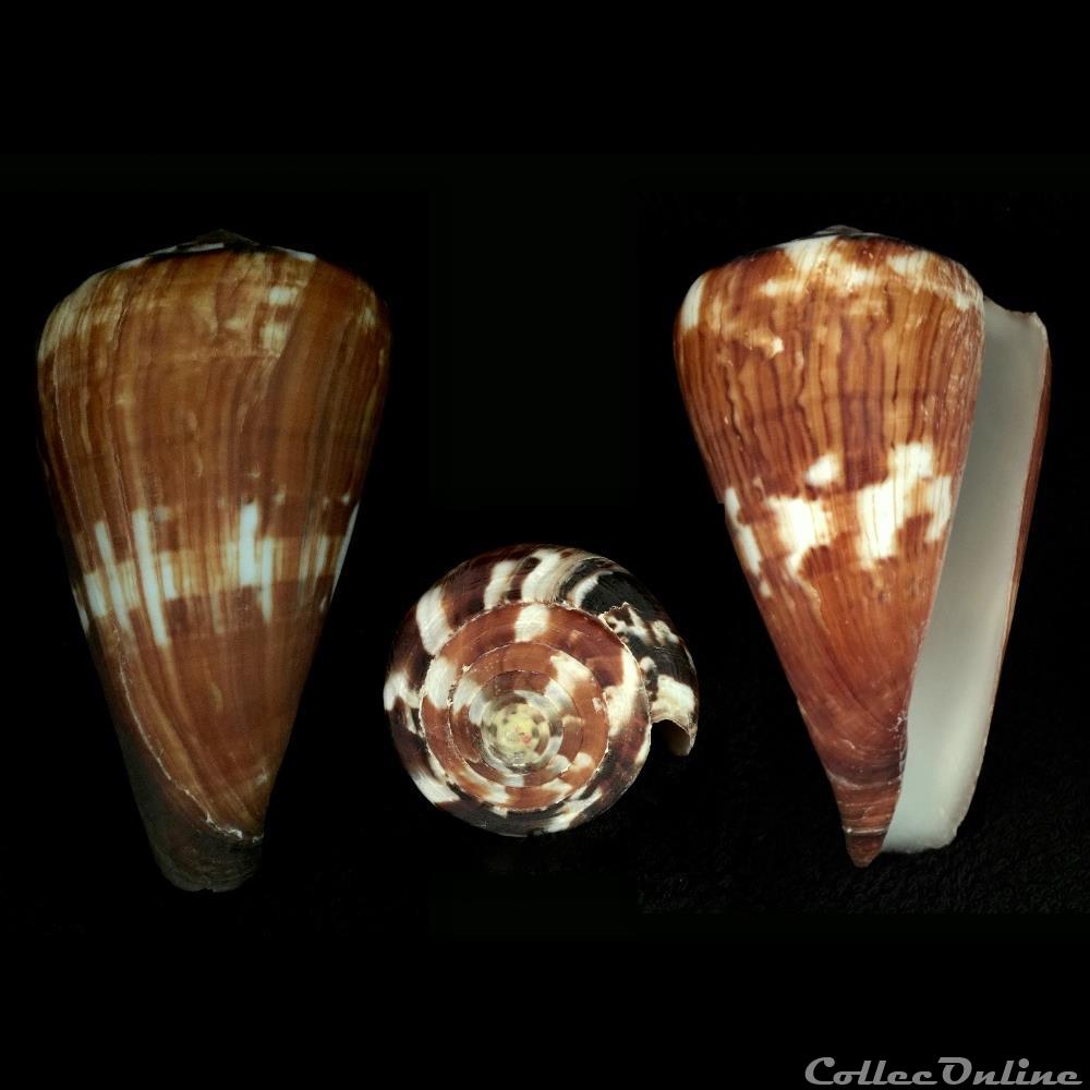 Rhizoconus vexillum (Gmelin, 1791) coquillage fossile gastropodum rhizoconus vexillum gmelin 1791