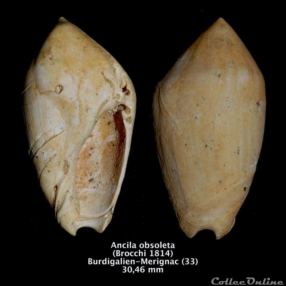 Ancila obsoleta (Brocchi, 1814) coquillage fossile invertebre ancila obsoleta brocchi 1814