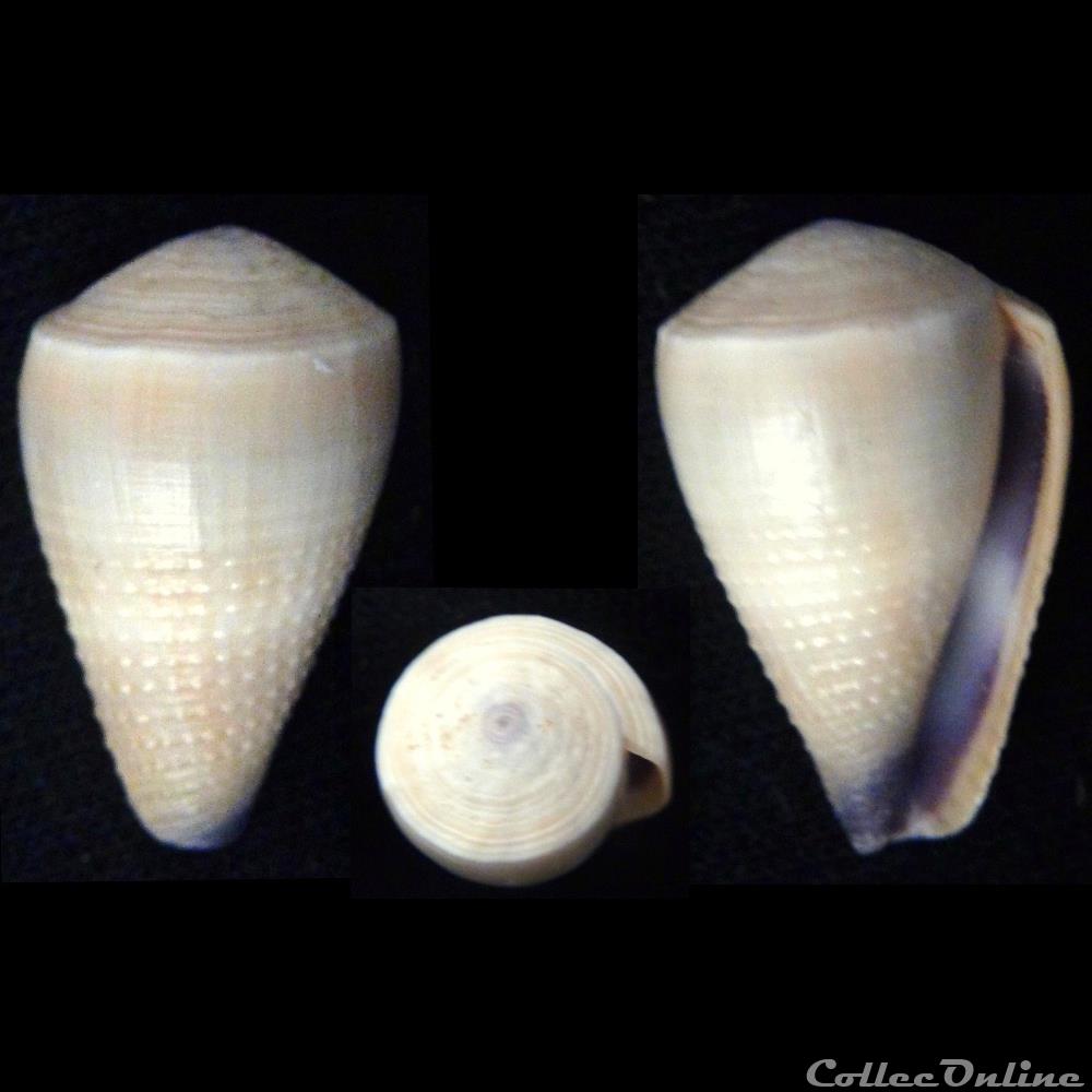 Virgiconus frigidus (Reeve, 1848) coquillage fossile gastropodum virgiconus frigidus reeve 1848