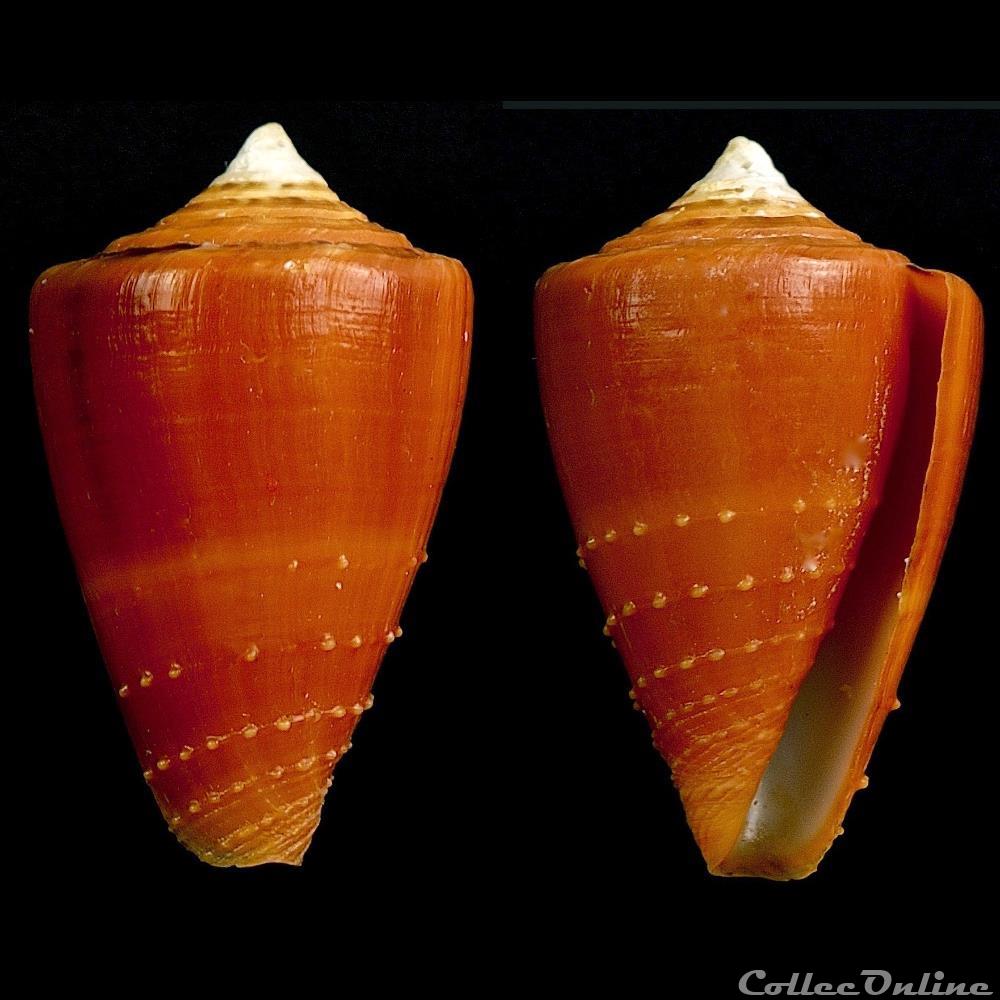 Strategoconus (Vituliconus) rawaiensis (da Motta, 1978) coquillage fossile gastropodum strategoconus vituliconus rawaiensis da motta 1978