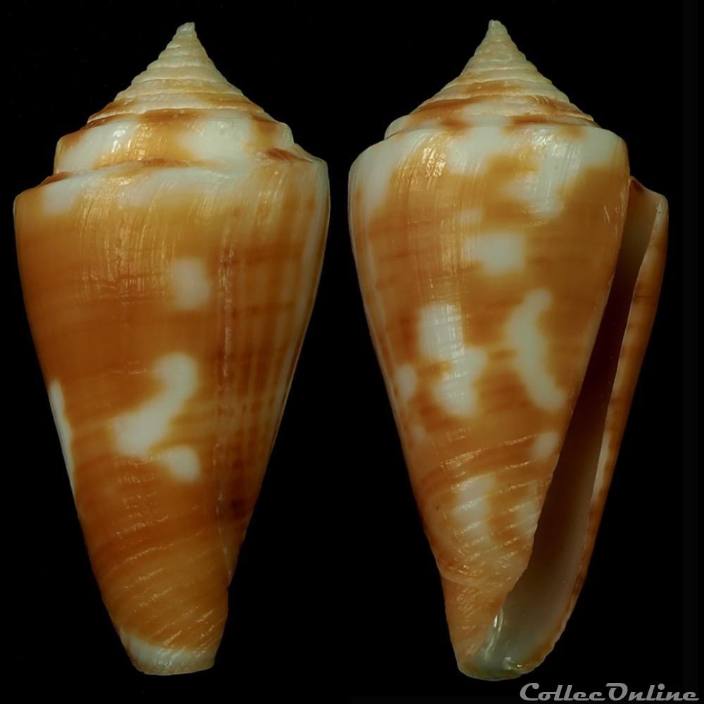 Ximeniconus (Jaspidiconus) roatanensis Petuch & Sargent, 2011 coquillage fossile gastropodum ximeniconus jaspidiconus roatanensis petuch sargent 2011