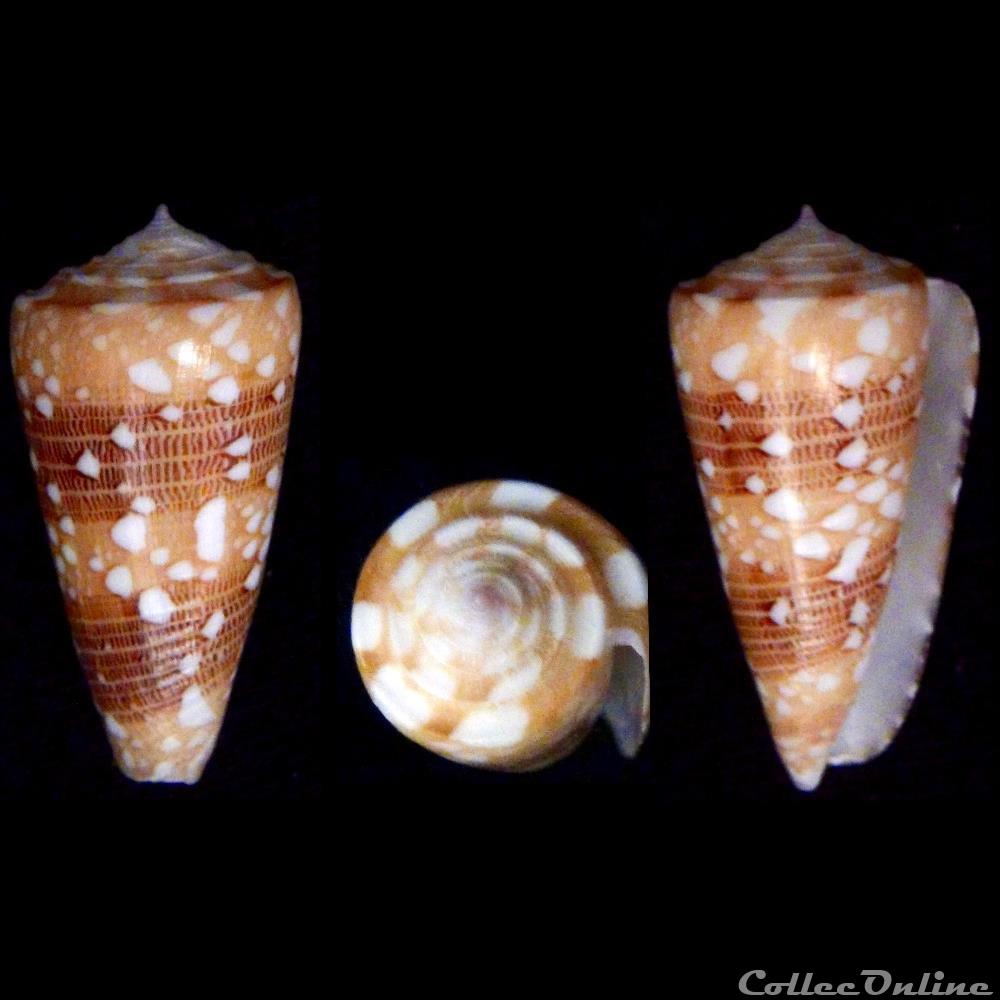 Eugeniconus victor victor (Broderip, 1842) coquillage fossile gastropodum eugeniconus victor victor broderip 1842