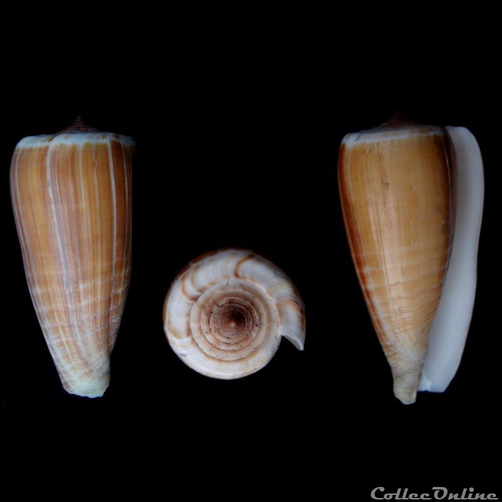 Phasmoconus (Phasmoconus) radiatus (Gmelin, 1791) coquillage fossile gastropodum phasmoconus phasmoconus radiatus gmelin 1791