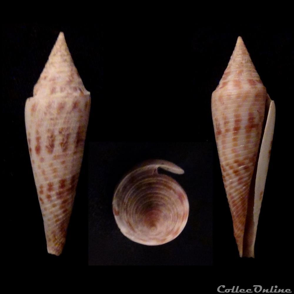 Fusiconus (Fusiconus) longurionis (Kiener, 1850) coquillage fossile gastropodum fusiconus fusiconus longurionis kiener 1850