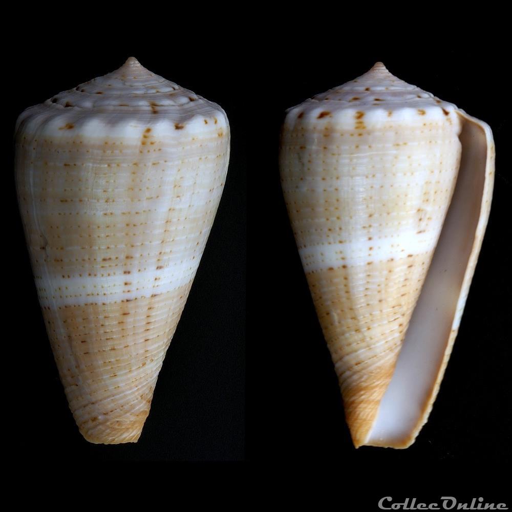 Lividoconus ( lividoconus) biliosus (Röding, 1798) coquillage fossile gastropodum lividoconus lividoconus biliosus roding 1798