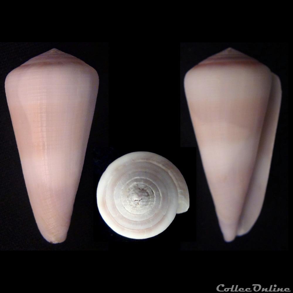 Virgiconus thomasi (Sowerby III, 1881) coquillage fossile gastropodum virgiconus thomasi sowerby iii 1881