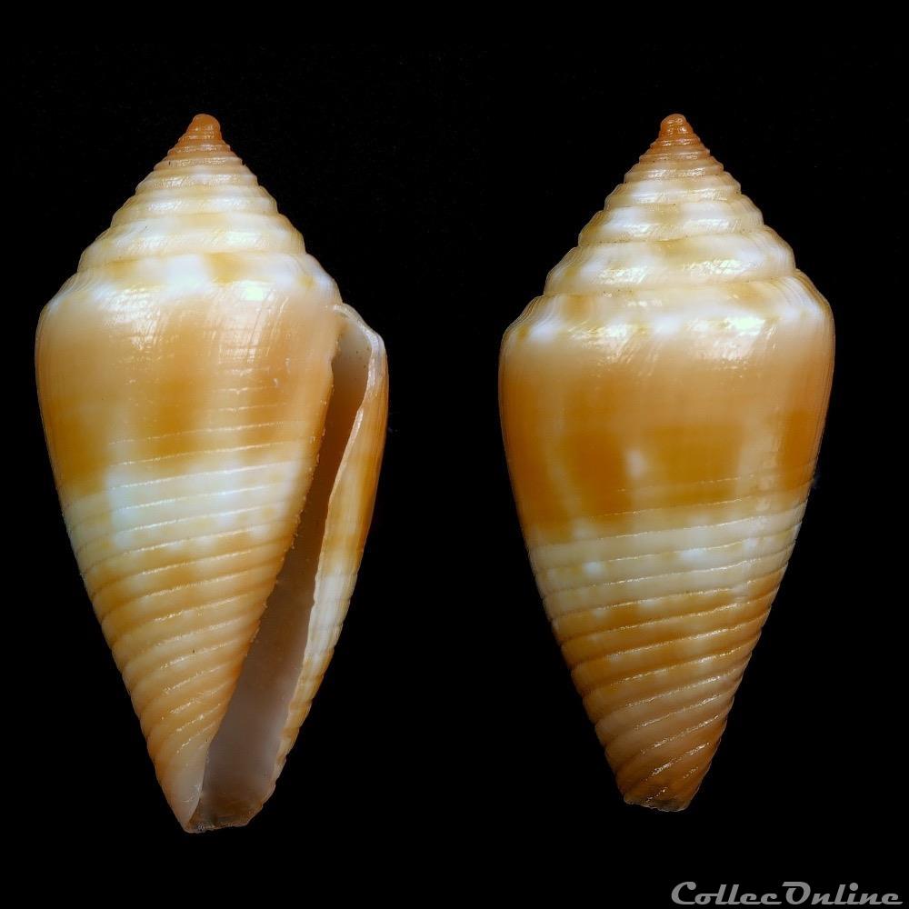Ximeniconus (Jaspidiconus) damasoi (Cossignani, 2007) coquillage fossile gastropodum ximeniconus jaspidiconus damasoi cossignani 2007