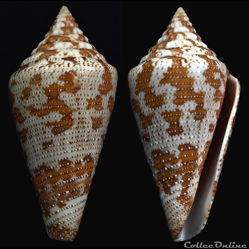 Tenorioconus granarius (Kiener, 1845) coquillage fossile gastropodum tenorioconus granarius kiener 1845