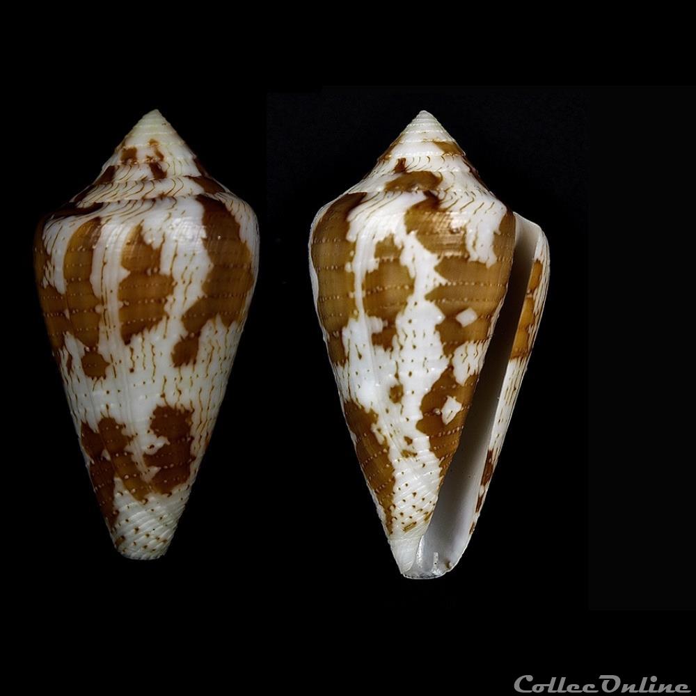 Tenorioconus archon (Broderip, 1833) coquillage fossile gastropodum tenorioconus archon broderip 1833