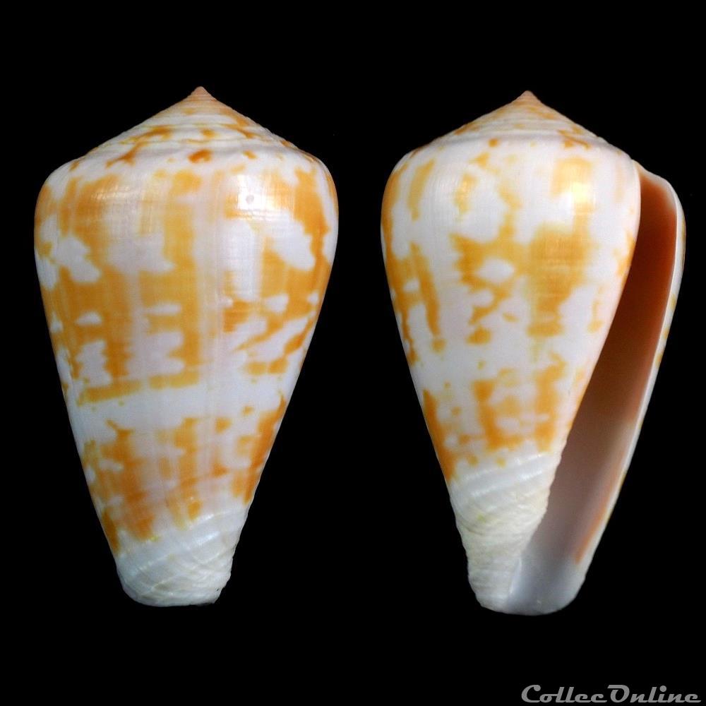 Chelyconus ermineus ermineus (Born, 1778) coquillage fossile gastropodum chelyconus ermineus ermineus born 1778