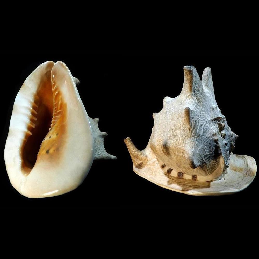 coquillage fossile gastropodum cassis cornuta linnaeus 1758